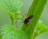 Philodromus dispar