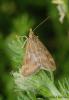 40156 – Photo : LUIS J. GARCIA – Espagne