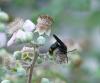 40443 – Photo : Lanzellotti Maria – France (11)