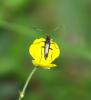 40881 – Photo : Picq Christophe – France (86)