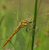 40118 – Photo : Christine DEVILLERS – Belgique