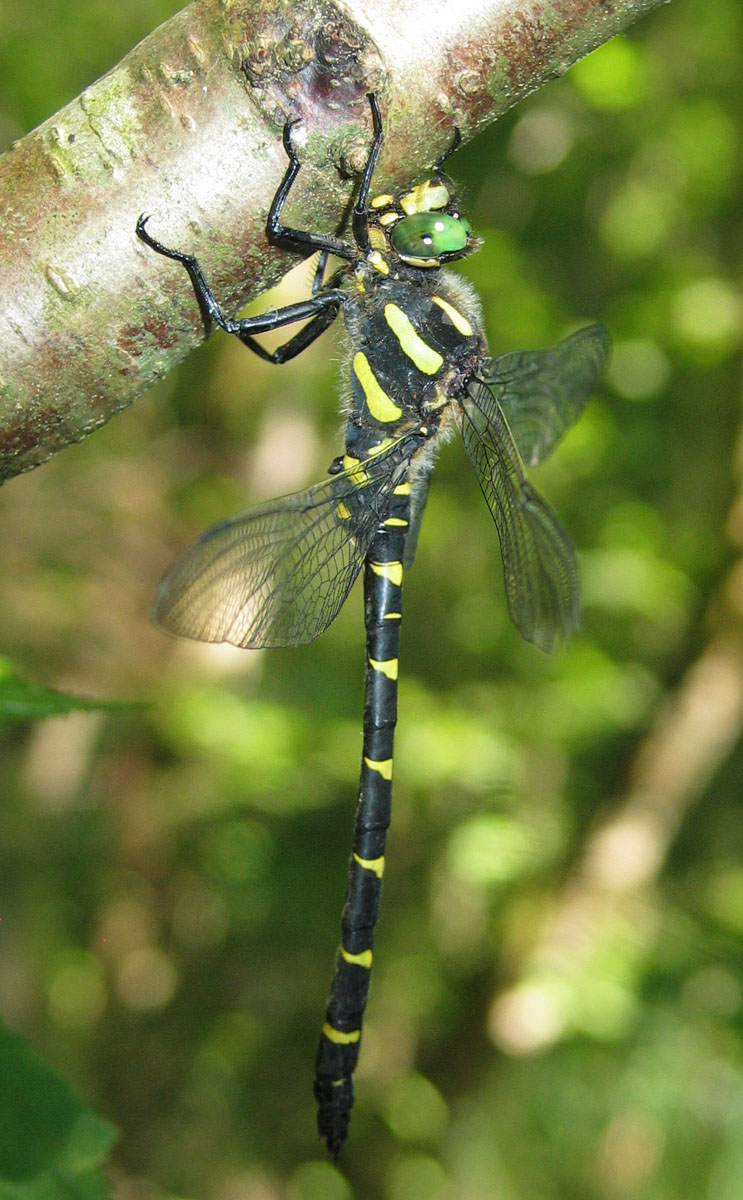 Christine DEVILLERS - Cordulegaster bidentata - réf. 40326 (743 x 1200 pixels, 199 ko)