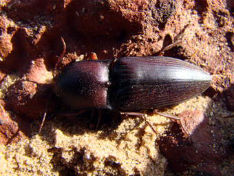 OCIS - Lanelater notodonta - réf. 40307 (340 x 255 pixels, 169 ko)