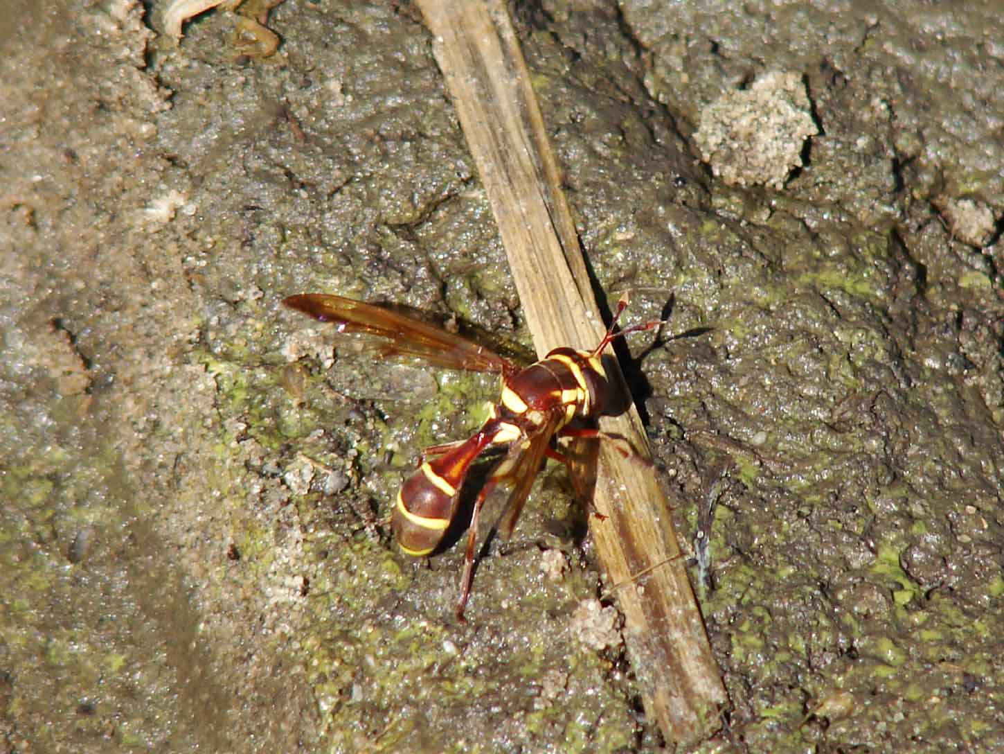 OCIS - Monoceromyia gambiana - réf. 40945 (1450 x 1088 pixels, 145 ko)