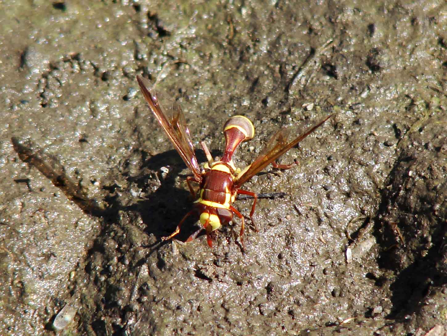 OCIS - Monoceromyia gambiana - réf. 40946 (1450 x 1088 pixels, 152 ko)