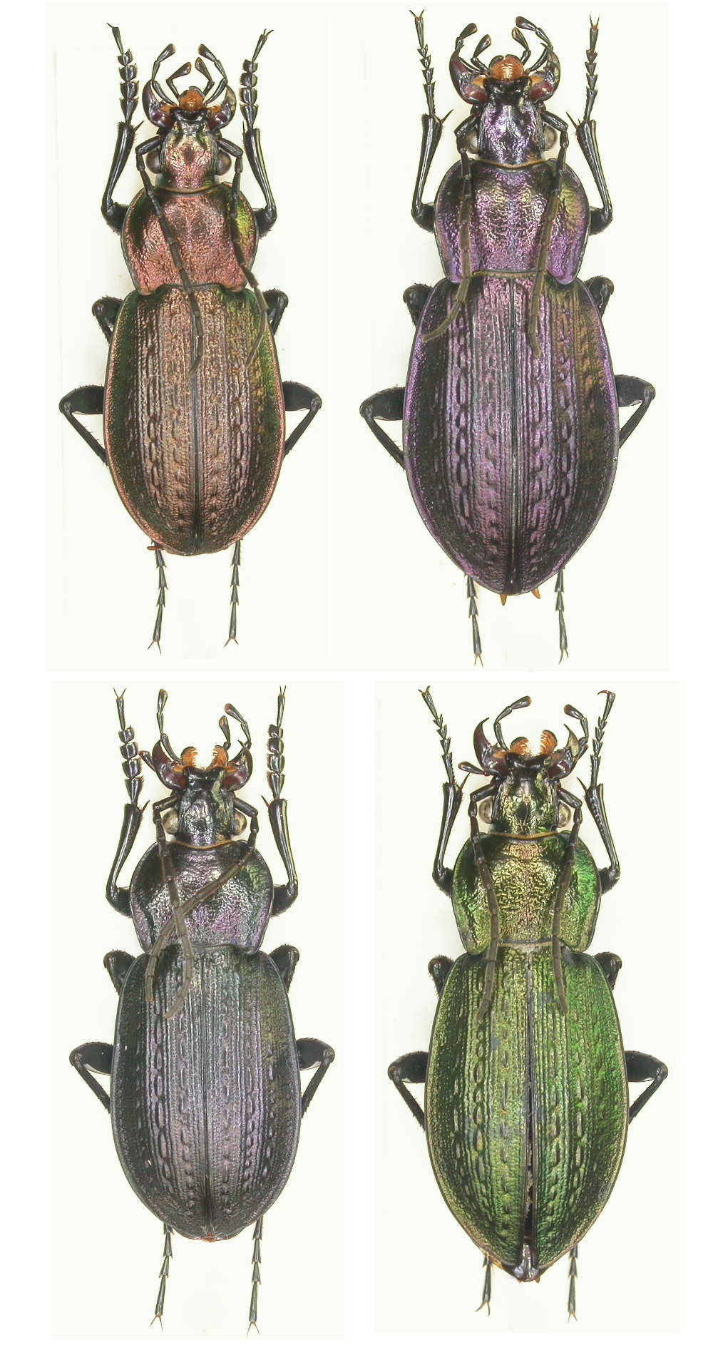 Daniel Prunier - Carabus (Carabus) arvensis sylvaticus - réf. 40765 (1000 x 1900 pixels, 200 ko)