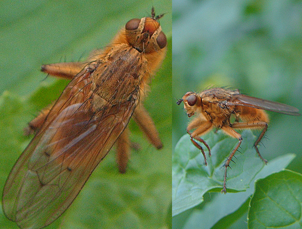 Raphael - Scathophaga stercoraria - réf. 40328 (1006 x 765 pixels, 219 ko)