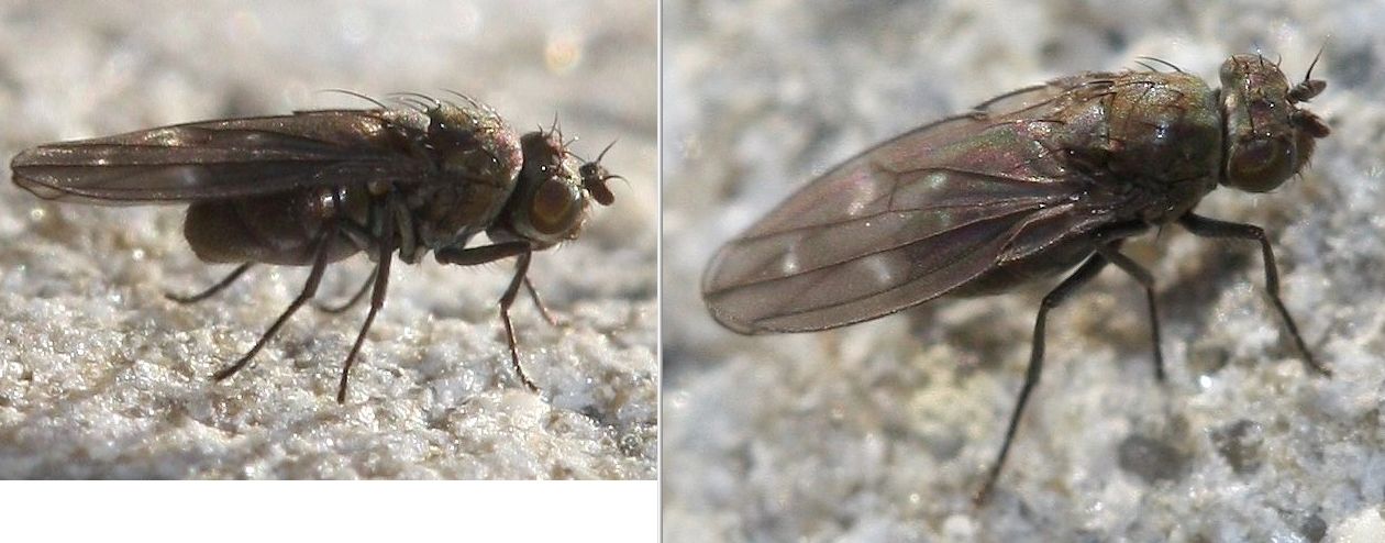 lauriaut - Scatella (Scatella) tenuicosta - réf. 40471 (1260 x 494 pixels, 98 ko)