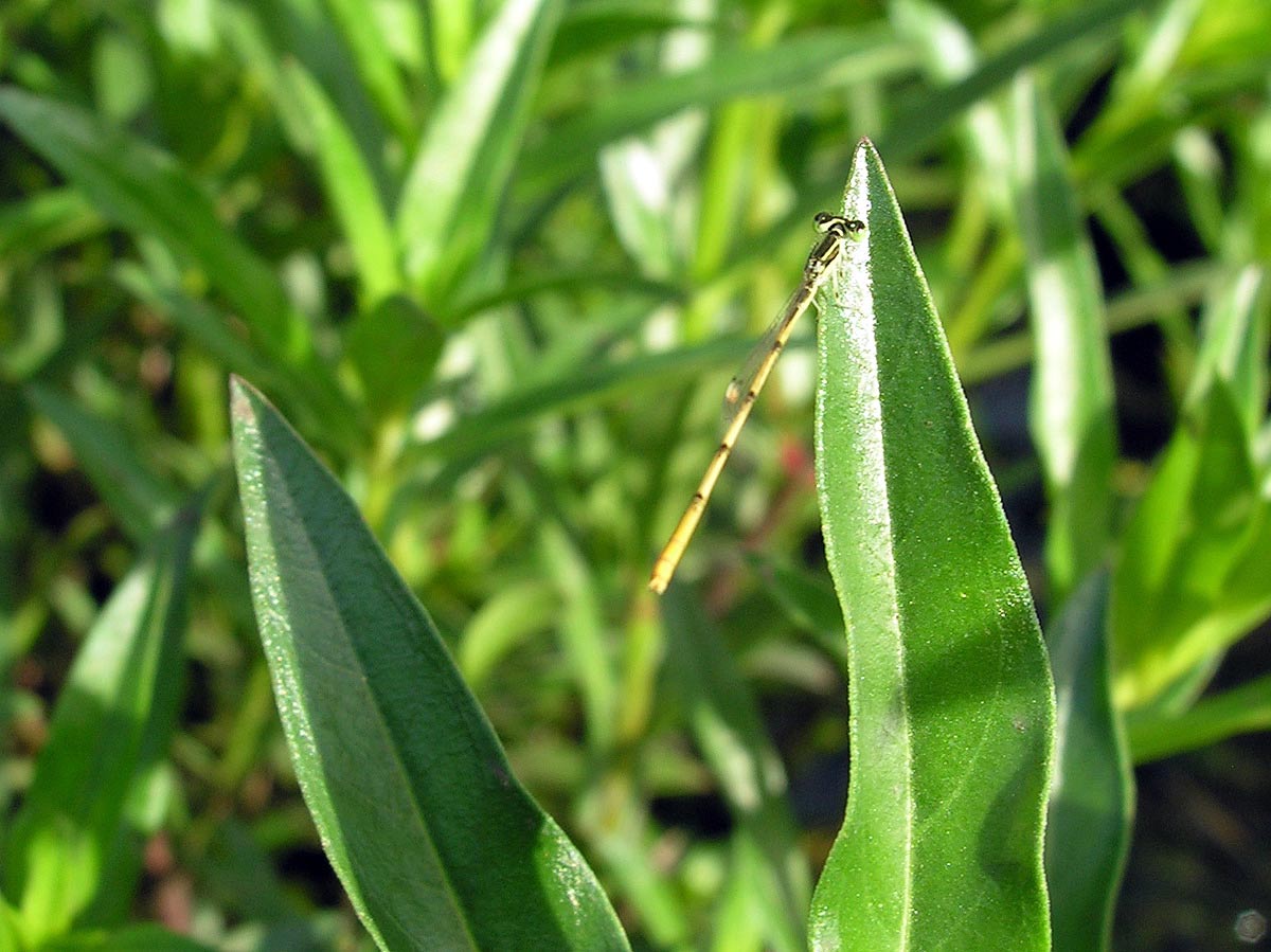 Réf. 40750 — INSECTA > Odonata > Coenagrionidae > Ischnura hastata