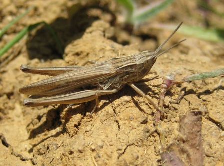 clovis - Chorthippus (Chorthippus) albomarginatus albomarginatus - réf. 40803 (448 x 333 pixels, 65 ko)