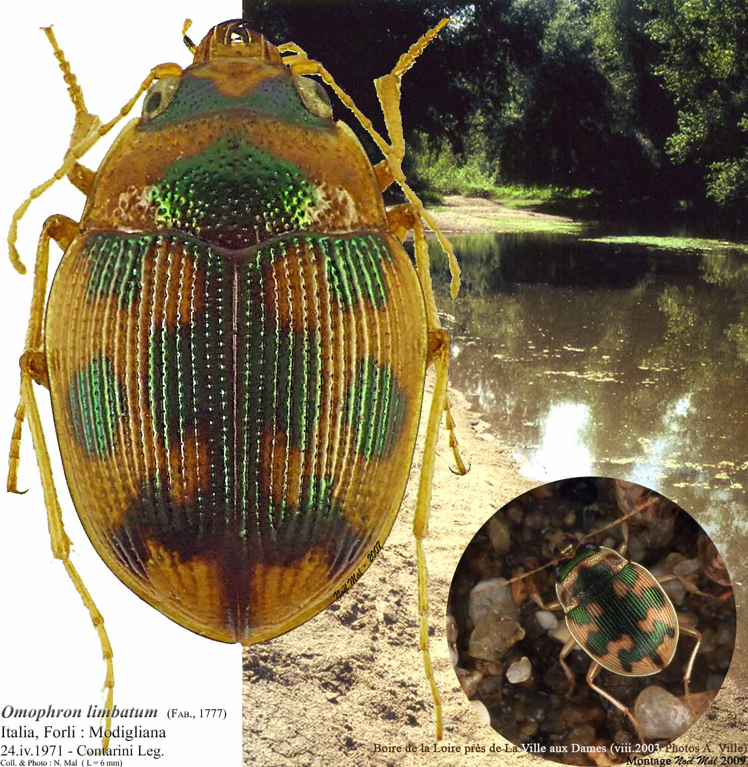 Noel Mal - Omophron (Omophron) limbatum - réf. 40875 (1485 x 1524 pixels, 209 ko)