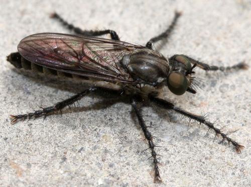 Réf. 41 417 : Lasiopogon cinctus