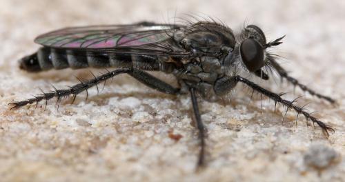 Réf. 41 423 : Lasiopogon cinctus