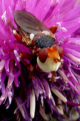 Réf. 41 377 : Myopa dorsalis
