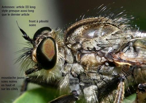 Eutolmus rufibarbis