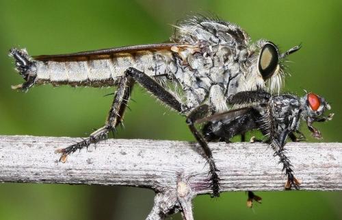 Eutolmus rufibarbis