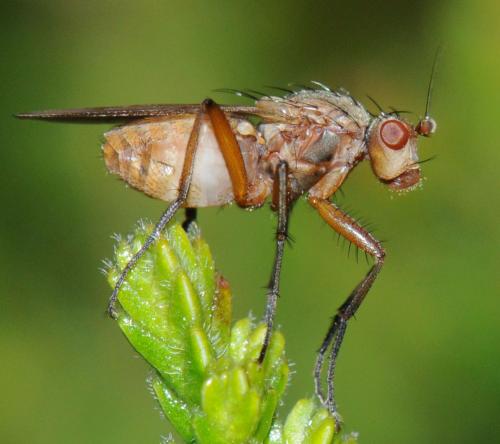 Eccoptomera microps