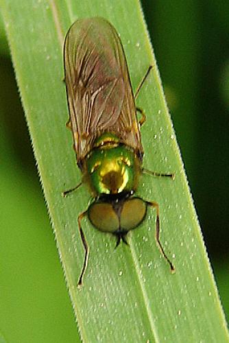 Chloromyia formosa