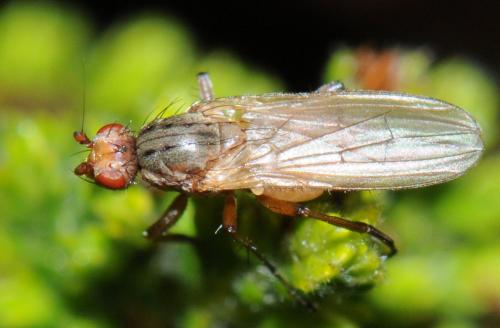 Eccoptomera microps