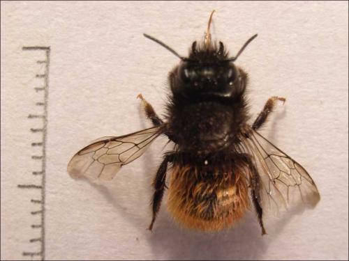 Osmia cornuta