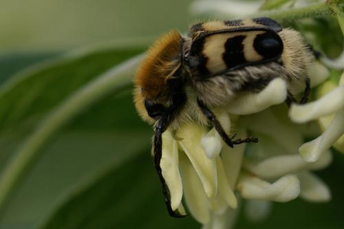 Trichius sp.