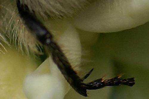 Trichius sp.