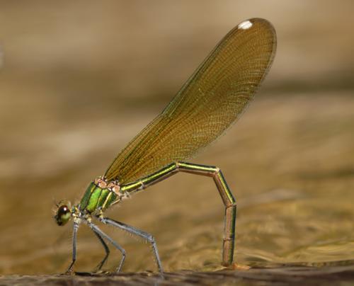 Calopteryx xanthostoma