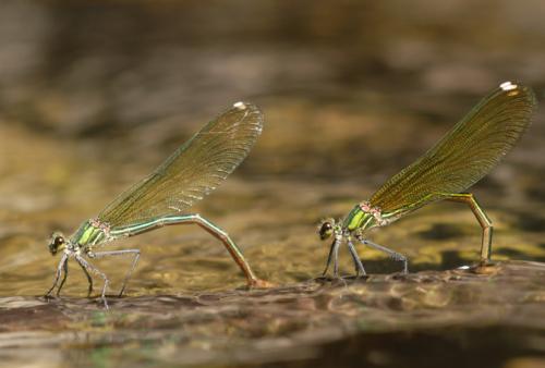 Calopteryx xanthostoma