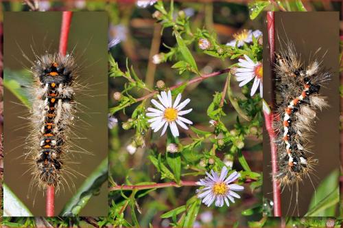 Acronicta rumicis