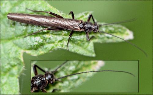 Leuctra sp.