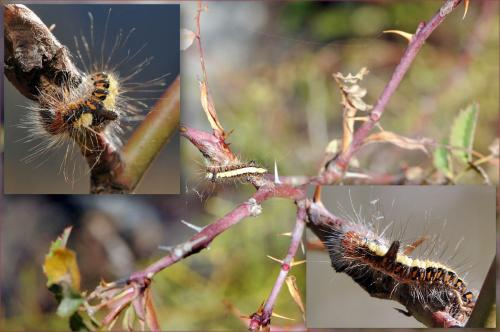 Acronicta psi