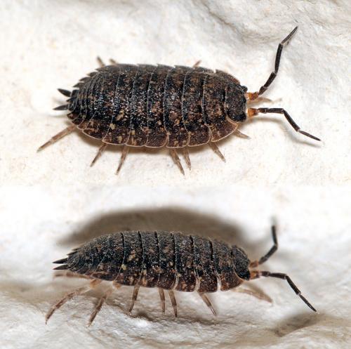 Porcellio scaber