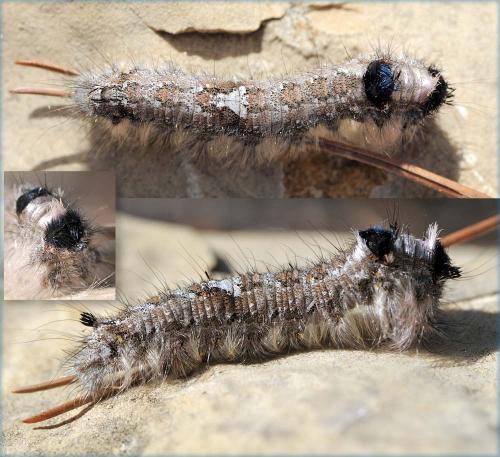Réf. 41 552 : Dendrolimus pini