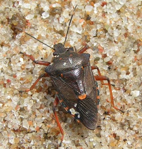 Pinthaeus sanguinipes