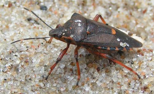 Pinthaeus sanguinipes