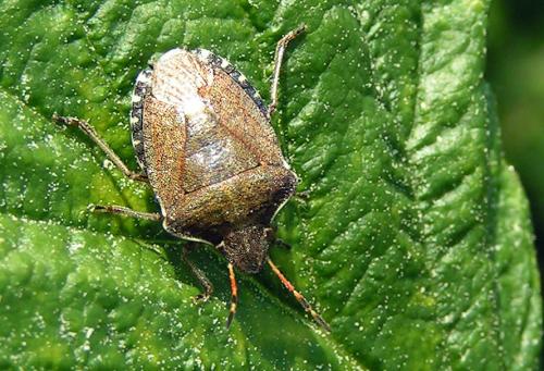 Réf. 41 339 : Peribalus strictus vernalis