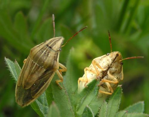 Réf. 41 372 : Aelia acuminata