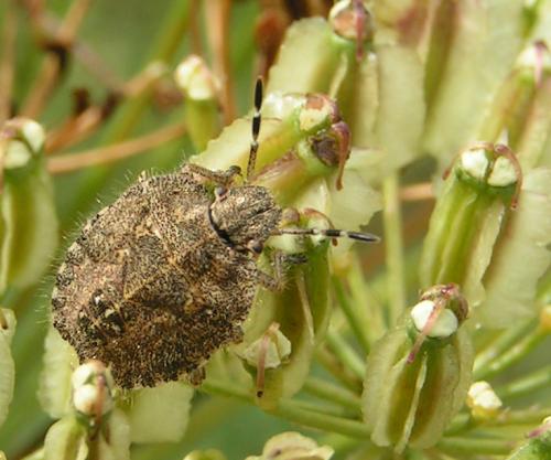 Réf. 41 374 : Dolycoris baccarum