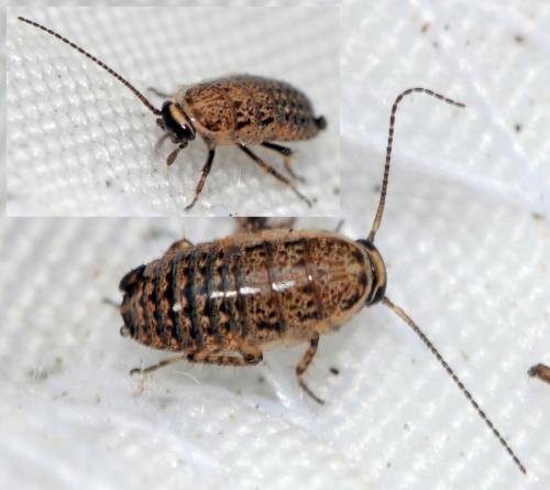 Réf. 41 873 : Phyllodromica subaptera