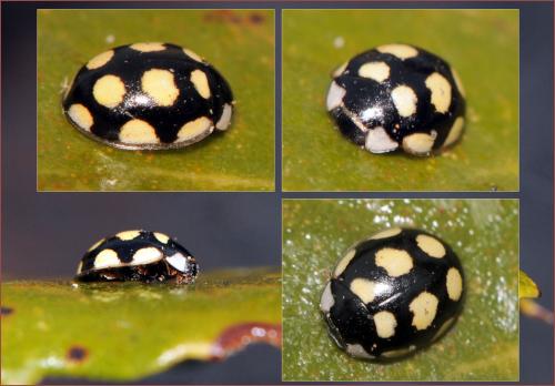 Réf. 41 488 : Oenopia lyncea