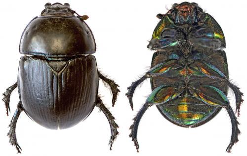 Réf. 41 419 : Sericotrupes niger