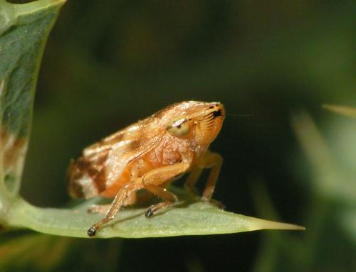 Philaenus spumarius