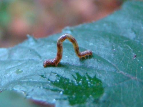 Campaea margaritaria