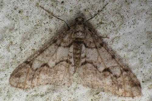 Agriopis leucophaearia