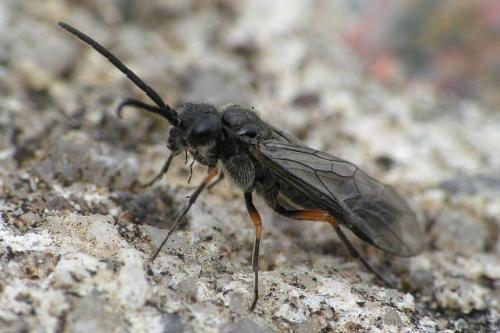 Réf. 41 912 : Dolerus sp.