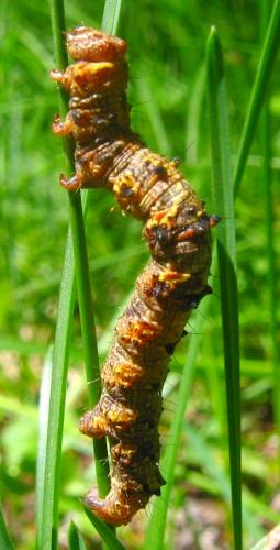 Phigalia pilosaria