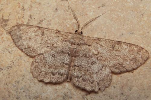 Réf. 41 777 : Hypomecis punctinalis