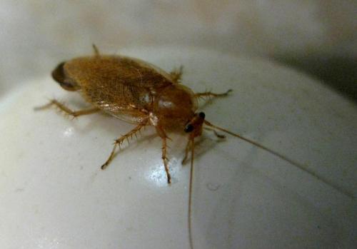 Réf. 41 568 : Ectobius pallidus