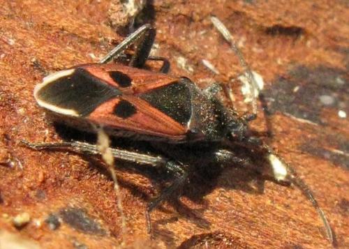 Réf. 41 323 : Lasiocoris anomalus