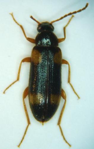 Réf. 41 335 : Mycetochara thoracica